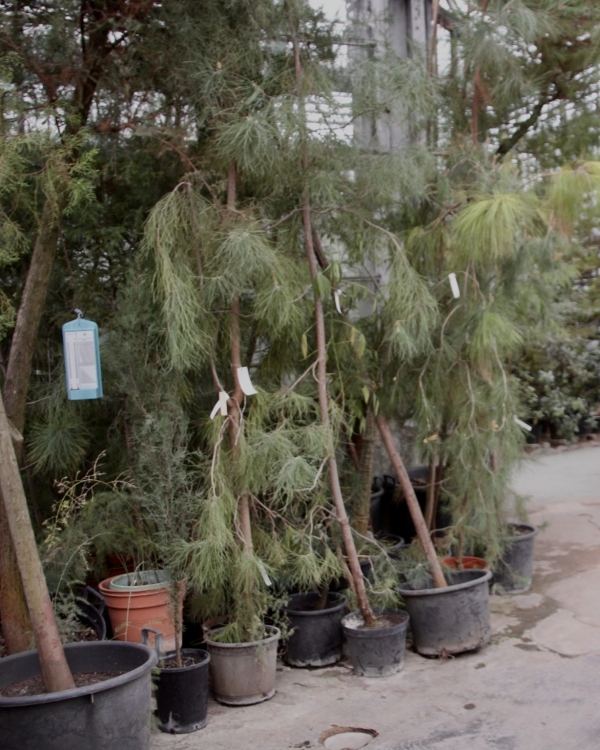 Идеи свиданий весной: 10 неочевидных и эстетичных