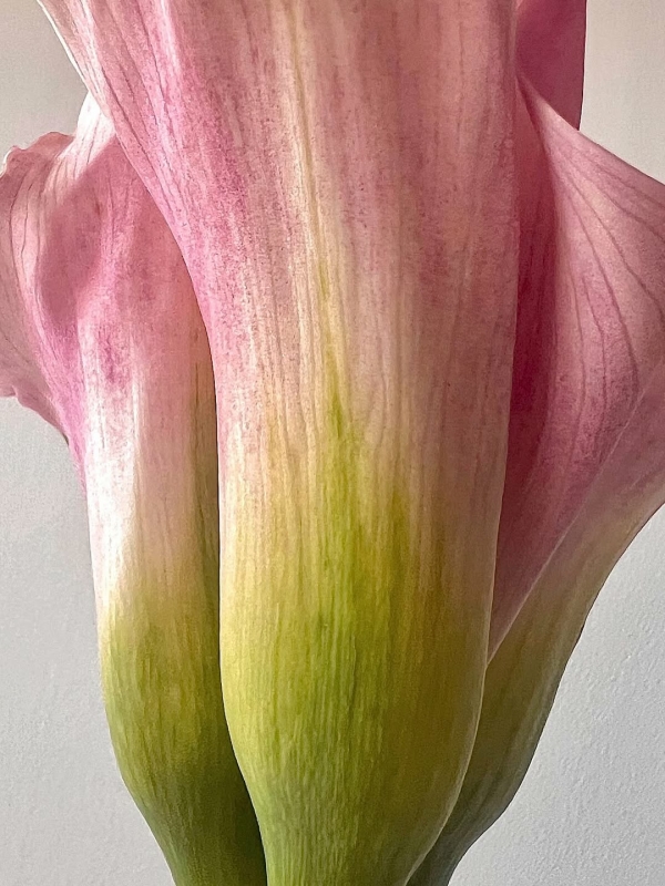 Где покупать самые красивые цветы в Москве?