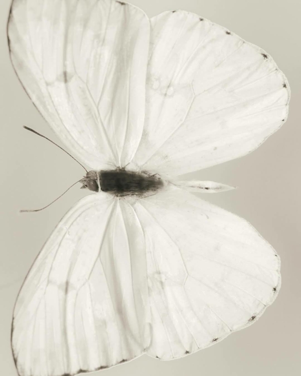 Сезон Овна: что это значит для каждого