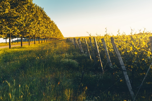 Площадки Долина Лефкадия