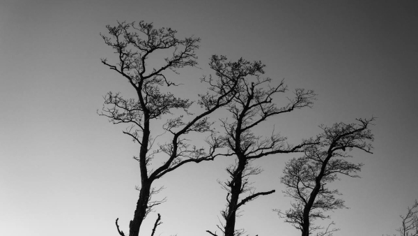 Почему вам нужно ехать в Калининград за