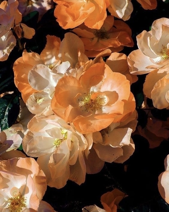 5 селективных ароматов с цветочными нотами для