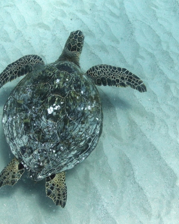 Рейтинг Pinterest: cамые модные направления для медового