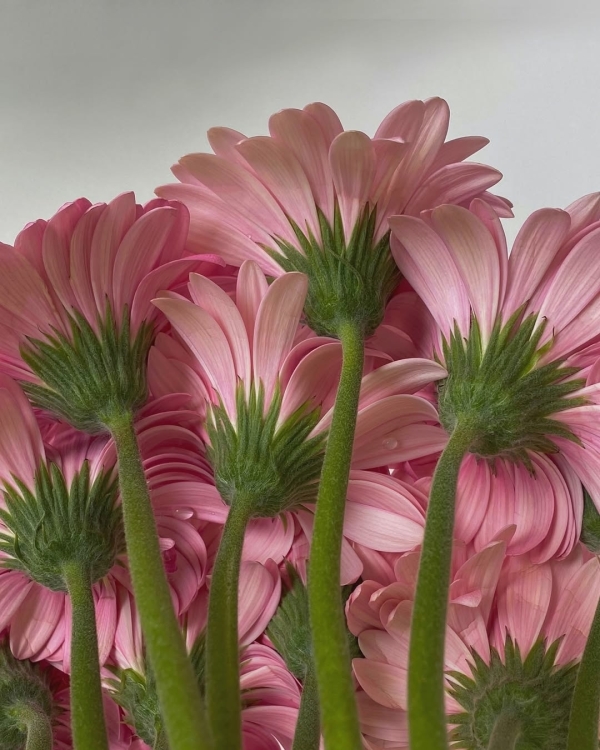 Где покупать цветы в Санкт-Петербурге?