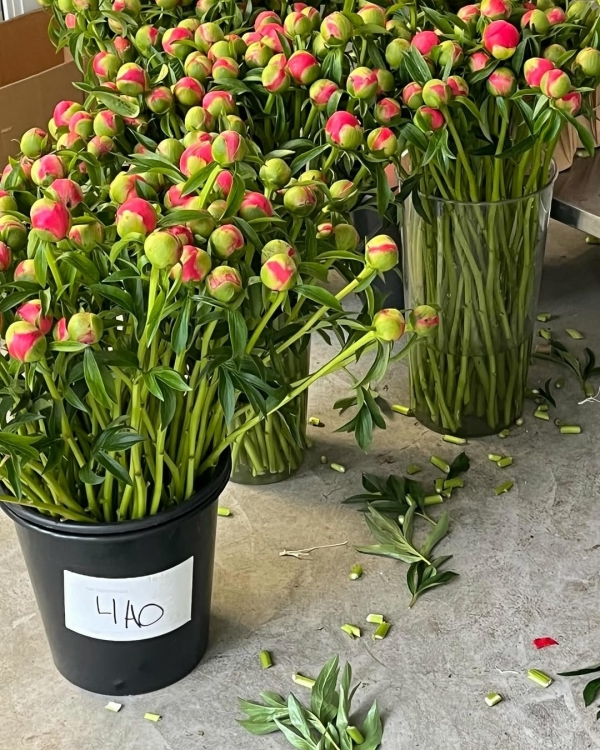 Где покупать цветы в Санкт-Петербурге?