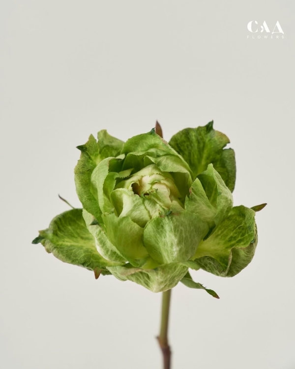 Где покупать цветы в Санкт-Петербурге?