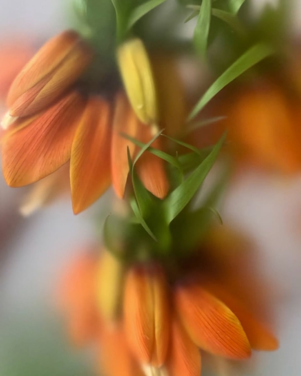 Где покупать цветы в Санкт-Петербурге?