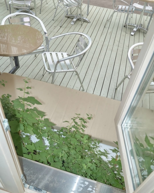 «Подвиг музея» в Пушкинском, ризотто-сморчетто в «Скворце»