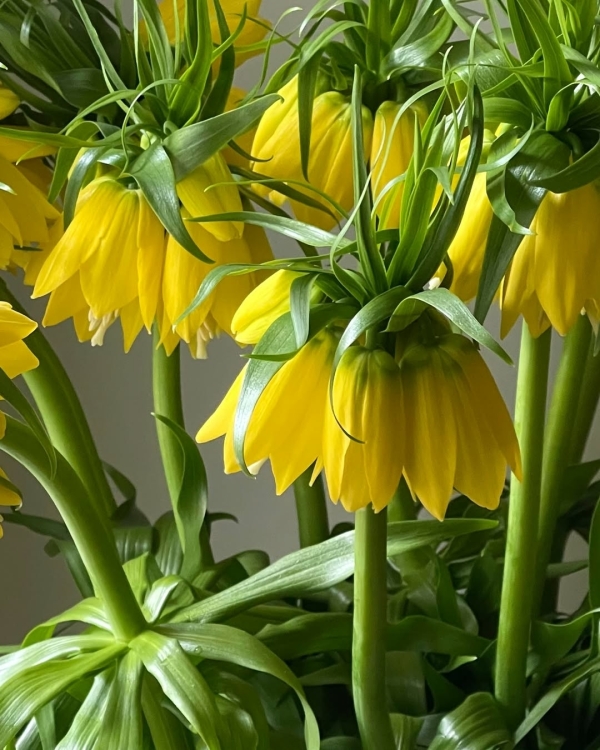 Где покупать цветы в Санкт-Петербурге?