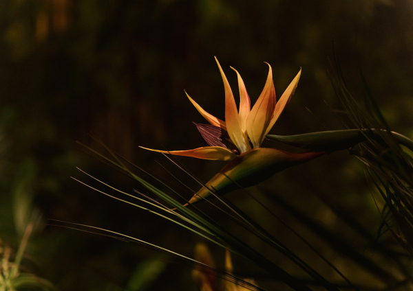 «Райский остров» в La Pino Hall в
