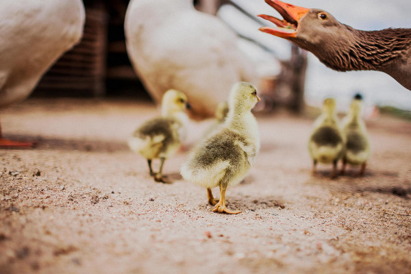 Свадьба Алексея Киняпина и Анны Коздуровой
