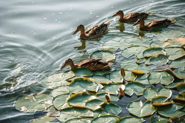Самое нежное чувство: свадьба Насти и Леши