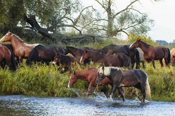 Идея для предсвадебной съемки — фотосессия на