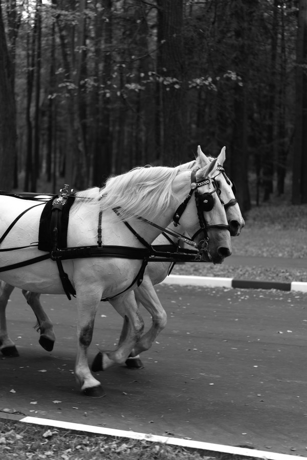 Уютная свадьба с осенним настроением
