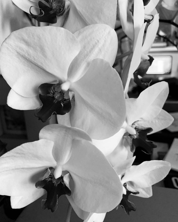 5 классических ароматов для невест