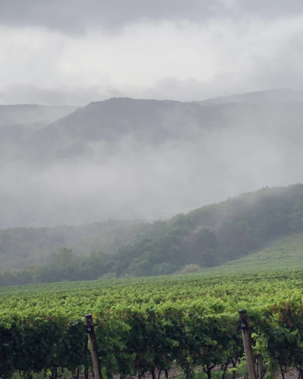 10+ виноделен России, которые стоит посетить в