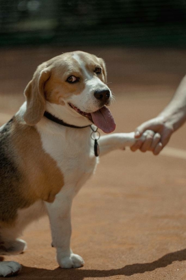 Большой теннис, чаепитие у фонтана и прогулка