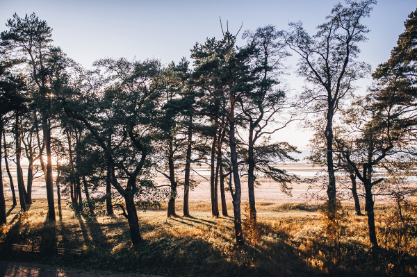 Площадки Загородный Клуб "Скандинавия" и СПА