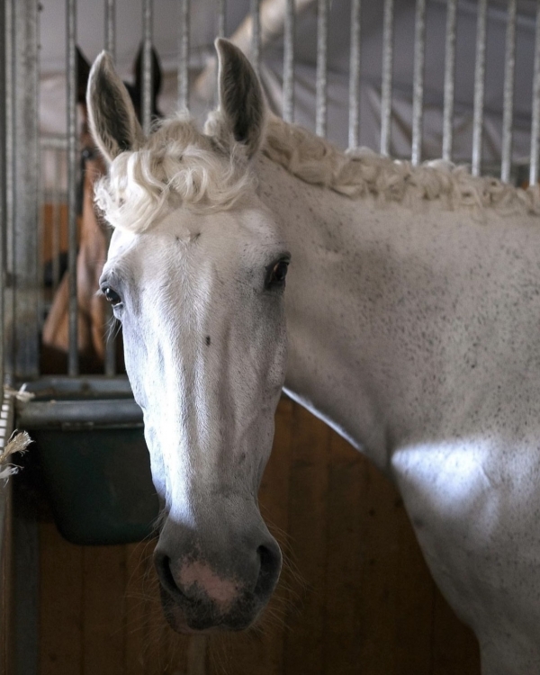 Лавстори на лошадях: вдохновляемся новым кампейном 12Storeez