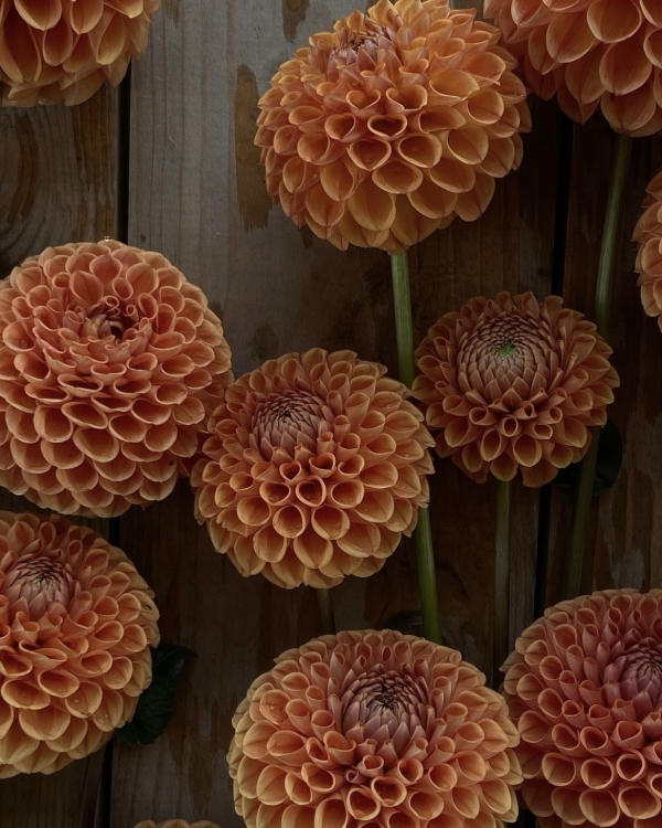 Где покупать самые красивые цветы в Москве?