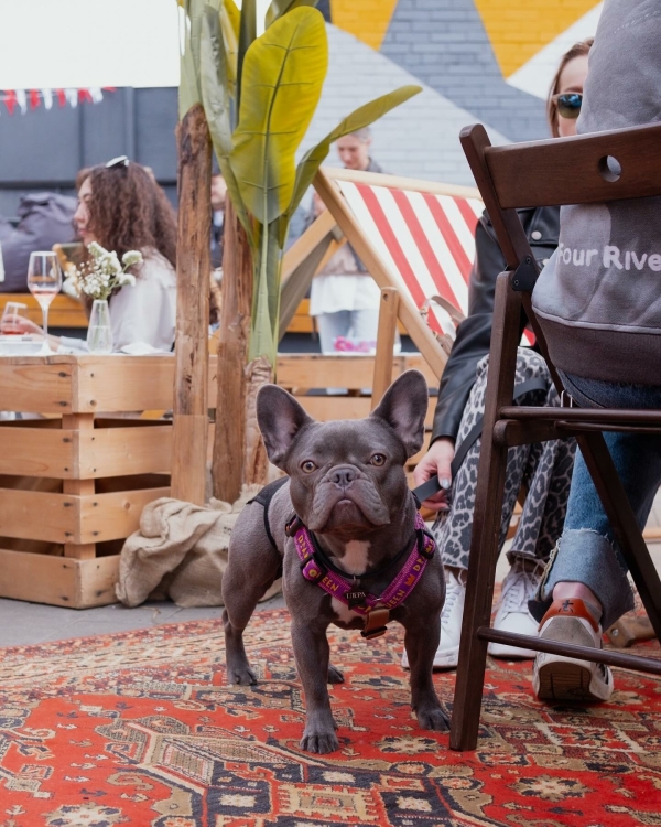 Пробуем мишленовский сет в «Пафосе», танцуем под