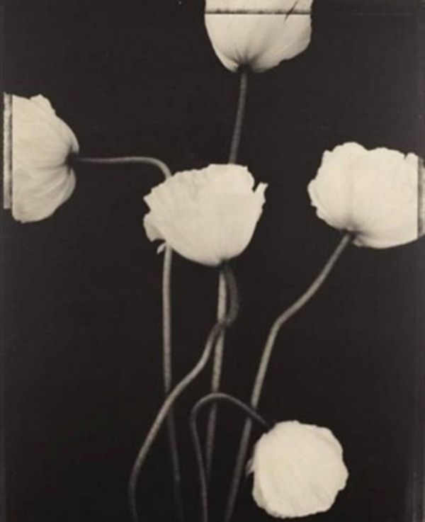 Хоу-хоу-хоу-хоу. Актуальная свадьба с отсылкой к «Сумеркам»