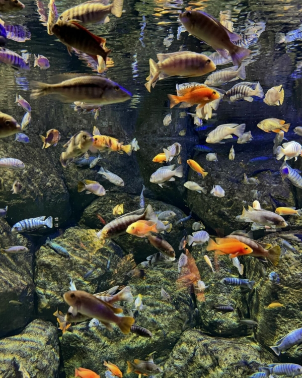 Пробуем мишленовский сет в «Пафосе», танцуем под