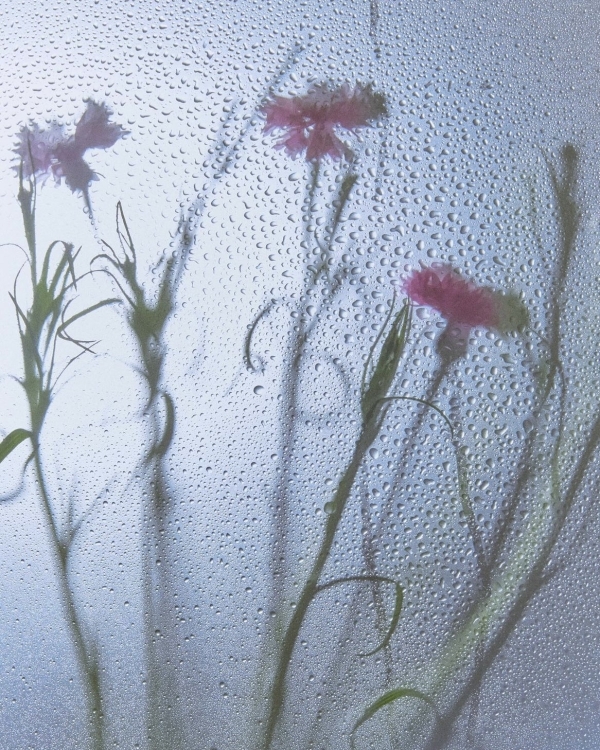 Где покупать самые красивые цветы в Москве?