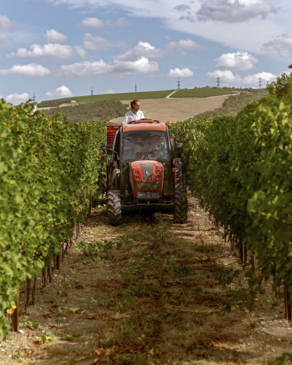 10+ виноделен России, которые стоит посетить в