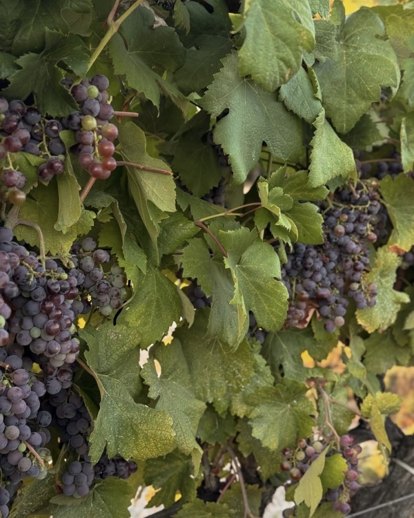 10+ виноделен России, которые стоит посетить в