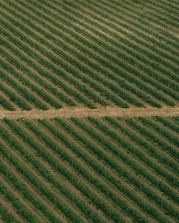 10+ виноделен России, которые стоит посетить в