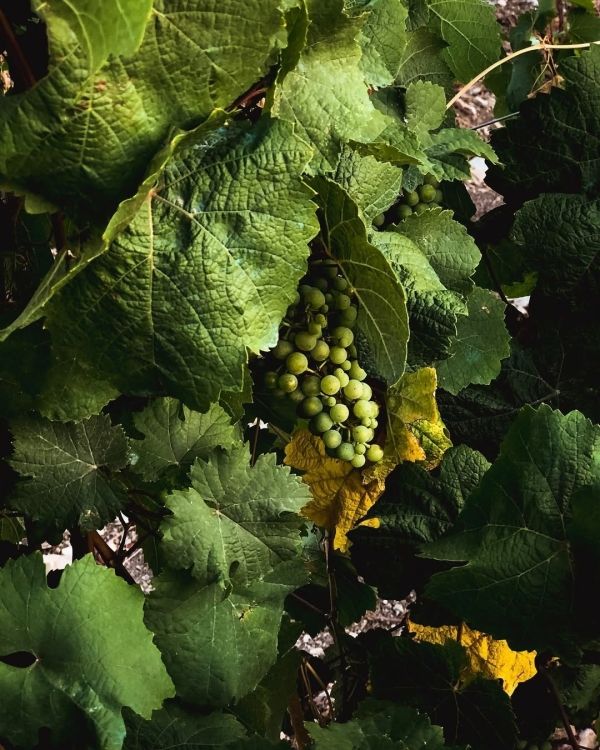 10+ виноделен России, которые стоит посетить в