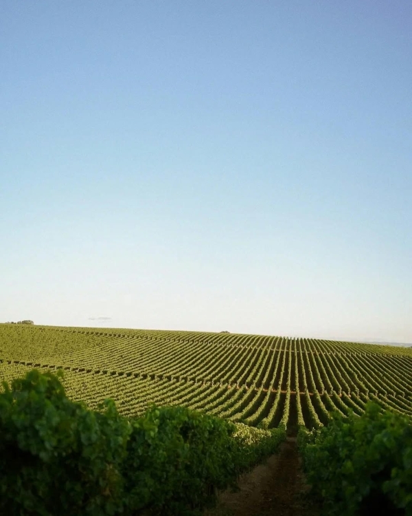 10+ виноделен России, которые стоит посетить в