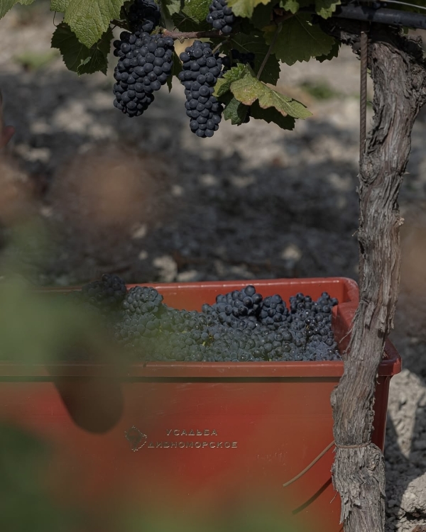 10+ виноделен России, которые стоит посетить в