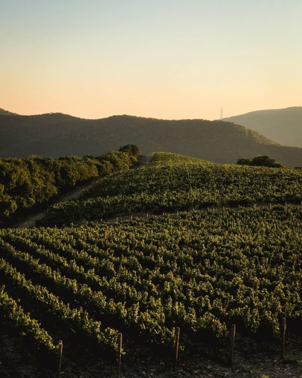 10+ виноделен России, которые стоит посетить в