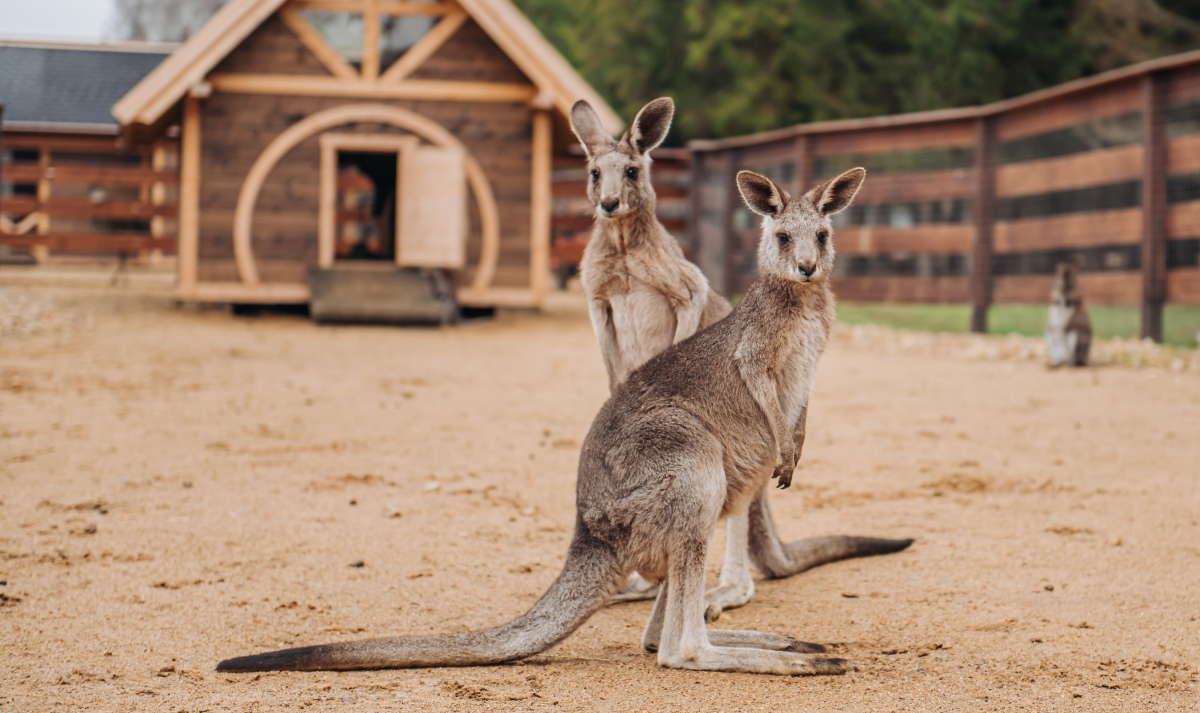 Площадки Cosmos Collection Izumrudny Les Hotel