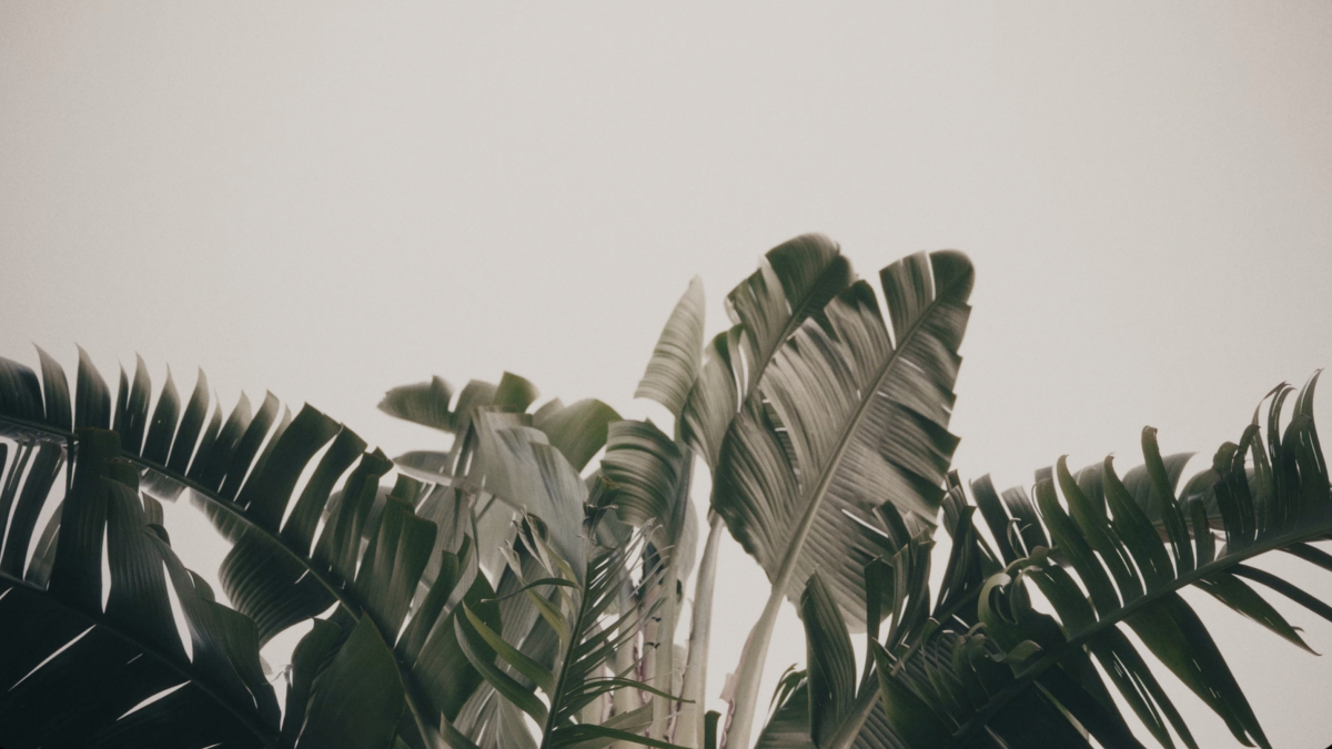 Видеографы Александр Саламатин